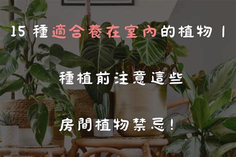 房間植物禁忌 鼎的寓意